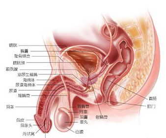 尿道炎症状,尿道炎表现,尿道炎病因,尿道炎预防,尿道炎检查,尿道炎危害